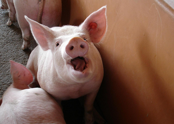 Huawei pig farming