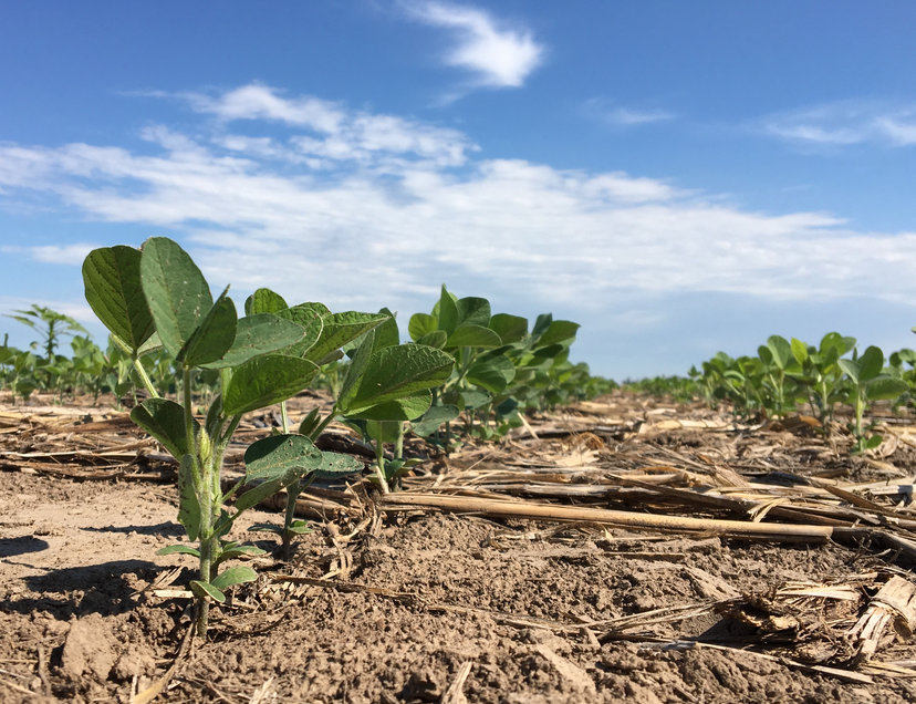 Soya bean farming - iPhone